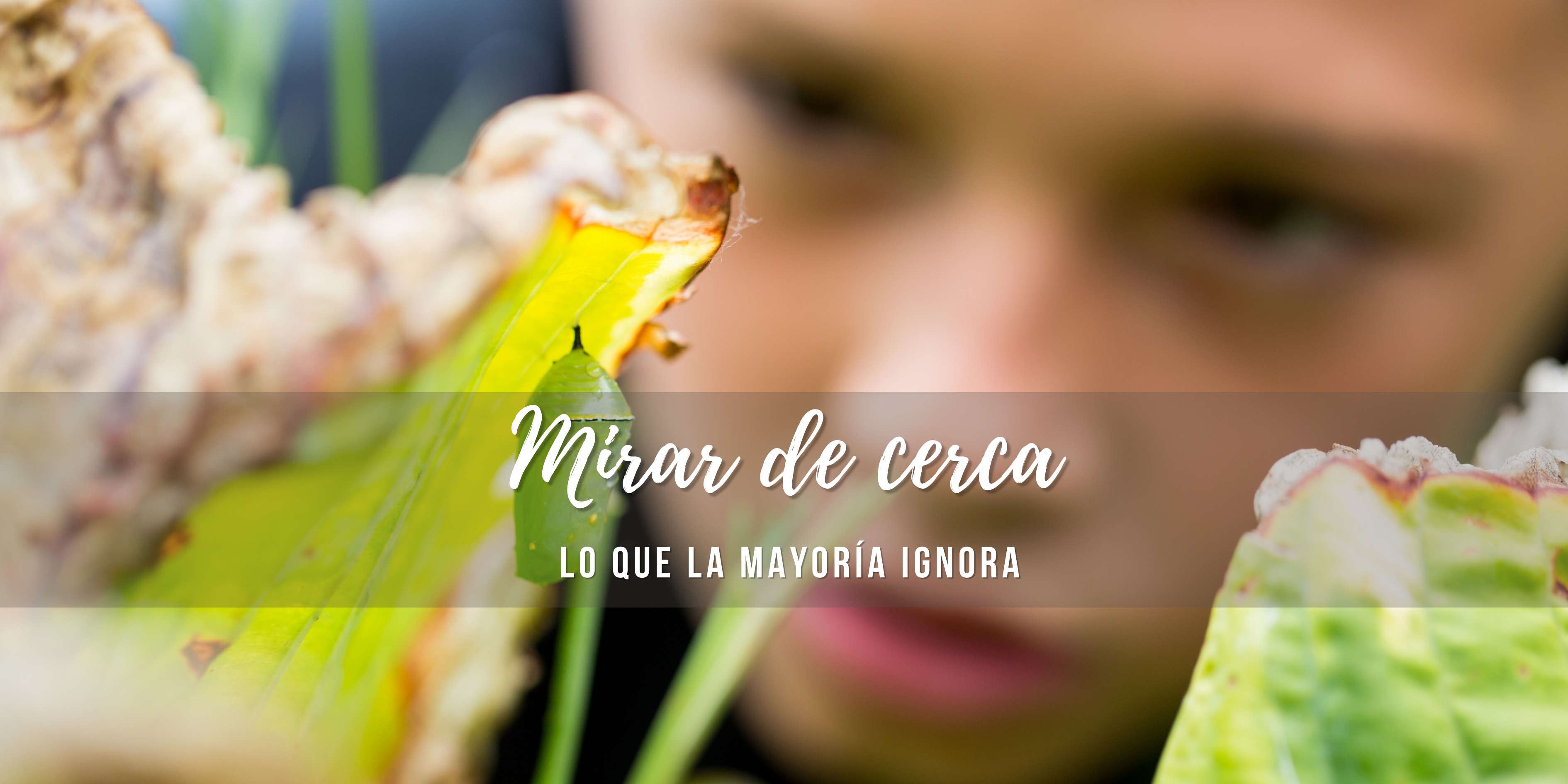 Niño observando de cerca un insecto debajo una hoja en la naturaleza