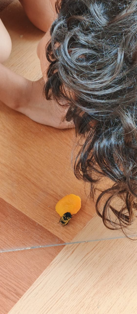Enzo agachado investigando acerca de este nuevo bichito que nos visitó. Resultó ser un escarabajo de la fruta.