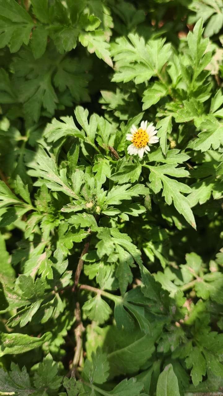 Pequeña flor en la vegetación