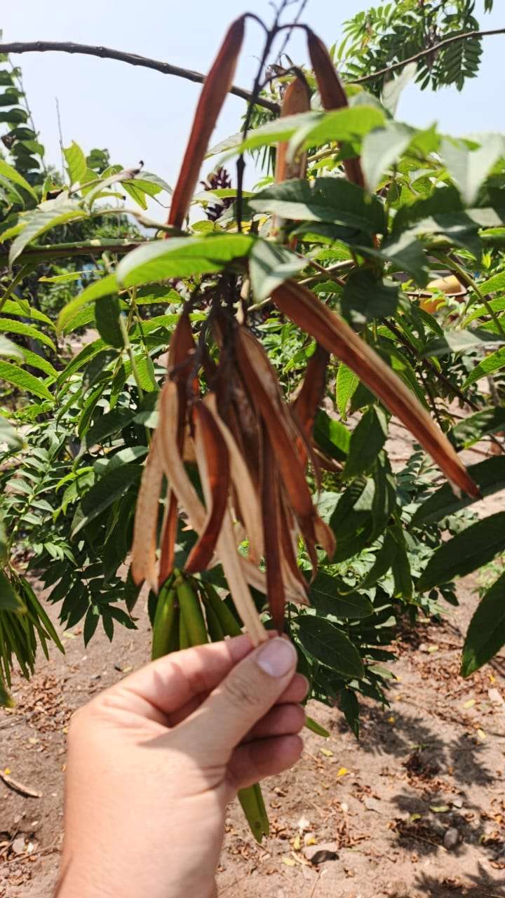 Frutos secos en la rama de un árbol