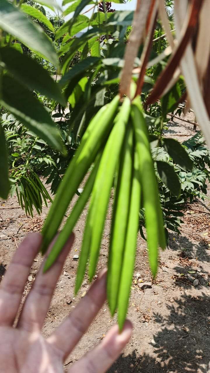 Fruto verde en las ramas de un árbol. 